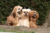 LHASSA APSO 150